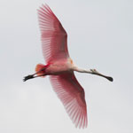 Roseate Spoonbill